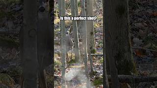 🤔Perfect Shot?! PA Rifle Deer Hunting #hunting #deerhunting #shorts