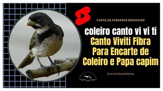 coleiro canto vi vi ti Canto Viviti Fibra Para Encarte de Coleiro e Papa capim #shorts