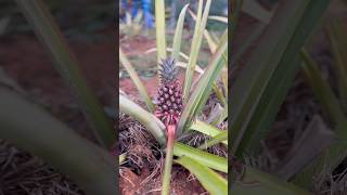 Baby PINEAPPLE growing in CUBA!!