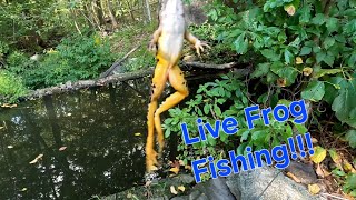 Fishing for MONSTER largemouth bass with live frog - insane action and catch - Westchester County NY