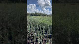 Behind-the-Scenes of Our Olive Tree Nursery