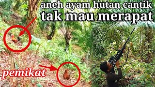 MIKAT AYAM HUTAN SAMBIL BERBURU LOI LOI