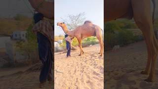 Big Camel Attack Little Boy 😥😱 #viral #camel #camellife #shorts #angry #moodoff #foryou