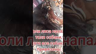 Умерла моя девочка#моялюбимка#нашиживотные#моялюбимякошка#кошечка#моякошка