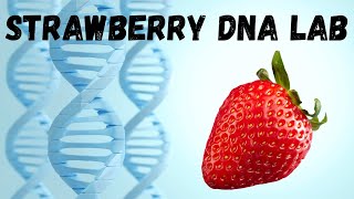 Strawberry DNA Lab - Easily Extract the DNA from a Strawberry!