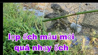 đặt lợp ếch mẫu lớn quá nhạy ếch #fishtrap