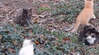 20161124 Thanksgiving kittens at play