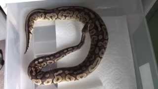 |Ball Python Ovulation!|