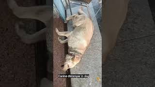 Canine distemper in dog in various condition ||#shortvideo #shorts