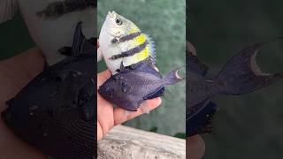 Release Ikan Hasil Mancing #shortsvideo #shortvideo