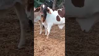 Husun MashaAllah ❣️#trending #animal #cowvideos #cattlefarming #subscribe