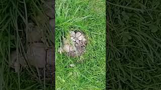 Destroying Random Mushroom Cluster #shorts #mushroom