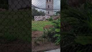 LSU Tiger Habitat Mike eating grass