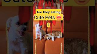 "Eating"pets... meme #eating #dog #cats #trump #memes #funny #shorts #halloween #pets #viral #video