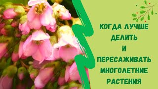 Когда лучше делить и пересаживать многолетние растения