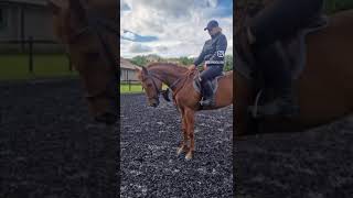 FLASHY 4Yo MARE