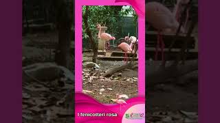 I fenicotteri rosa di Milano a Villa Invernizzi🌸