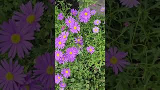 Australian Flowers💜💜Purple Daisies 💜💜 #flowers #garden #photography #gardening #nature 🇦🇨🇦🇨