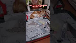 kucing lucu rela masuk koper ga mau ditinggal  #kucing #kucinglucu #simin #kucingoyen