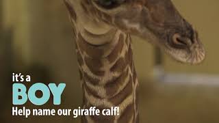 Help Name our Giraffe Calf