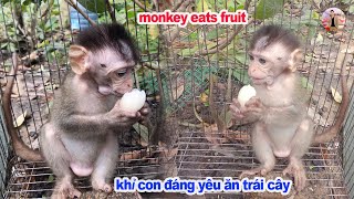 khỉ con đáng yêu ăn chôm chôm ( cute baby monkey )