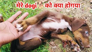 मेरे dogi 🐕 को क्या होगया || #villagelife #dailyvlogs #abhayfamilyvlogs