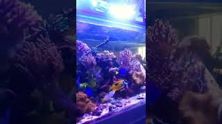 Aquarium air laut