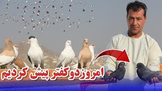 امروز هم دو کفتر پیش کردیم /062Afghan Shawqi