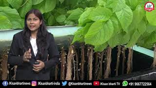 खेती की इस तकनीक में नहीं होती मिट्टी पानी की आवश्यकता || Aeroponics system in India