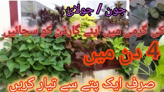 Sweet Potato Vine || How to Grow  and Care / June/Sweet Potato Vine |...