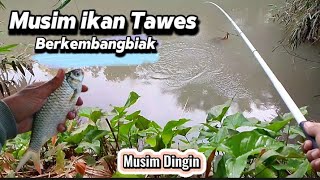 MANCING IKAN TAWES TEKNIK SERETAN, DIMUSIM IKAN BERTELUR.