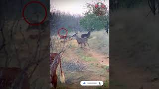 Backflippin’ Buck‼️ #deerhunting #caceria #viral #शिकार #hindi #scopecam #shorts