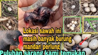 Ngebolang di sawah banyak menemukan sarang burung mandar /perlung