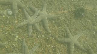 starfish