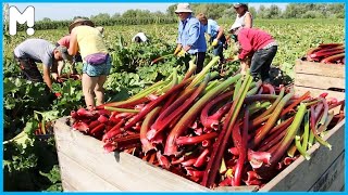 Awesome Rhubarb Farming and Harvesting - Red Vegetable Farming in Dark Place - Expensive Vegetable