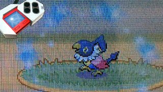 LIVE! Shiny Chatot on Chain 40! (Platinum) w/ FACECAM