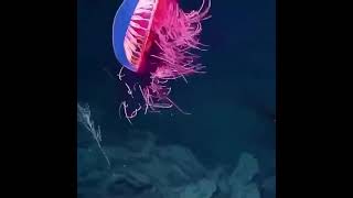 RARE OCTUPHUS WITH LIGHTING IN SEA