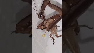 Cricket - It's What's for Dinner