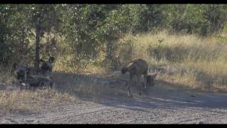 Wild Dogs in Botswana, Africa