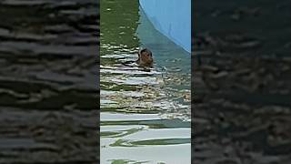 Monkey in swimming pool #shorts #suspense #publicreaction #monkey