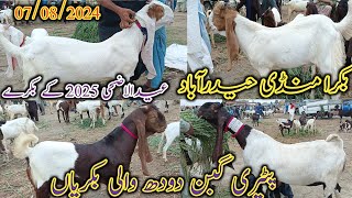 Bakra Mandi Hyderabad | Latest update today | Bakra Eid 2025 | patari goat | date 07/08/2024