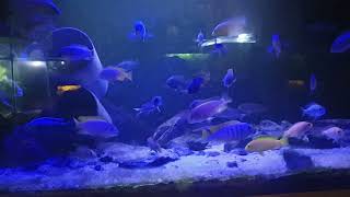 MBUNA MALAWI FISHTANK 125 GALLONS