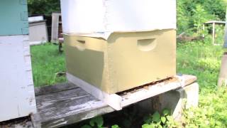 How To Start Keeping Bees