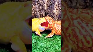 Frog 🐸 fight 😂 funny 🤩 frog eat 🐸 #youtubeshorts #shortvideo