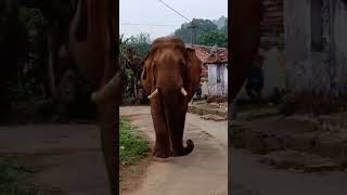 elephant risky shot