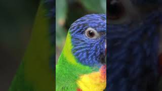 colorful baby parrot #shorts