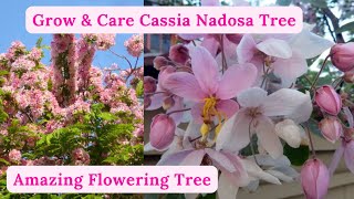 Grow And Care Cassia Nadosa Tree | Flowering Tree | Rare Garden