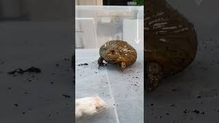 African Bullfrog Eats A Mouse! 🐁🐸 #shorts