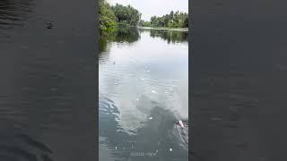 Hidden Spot in Hosur To Enjoy! Thenpennai River | Pathakota #hosur #hosurview தென்பெண்ணை ஓசூர் ஆறு