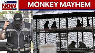 Research monkeys escape: 43 break out of medical test compound | LiveNOW from FOX